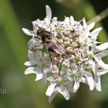 Cheilosia illustrata, hoverfly, female, Alan Prowse